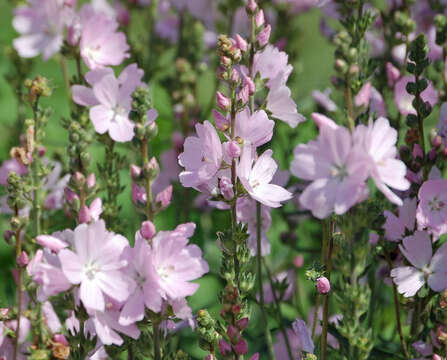 Image of dwarf checkerbloom