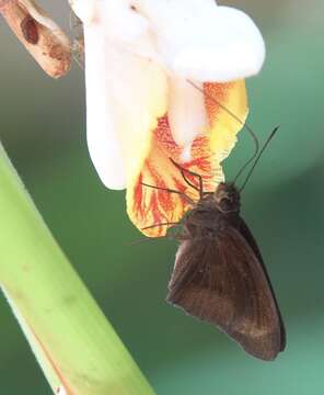 Image of small shell ginger