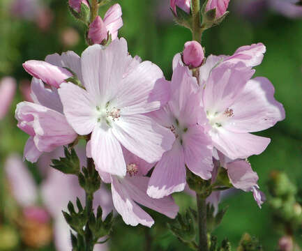 Image of dwarf checkerbloom