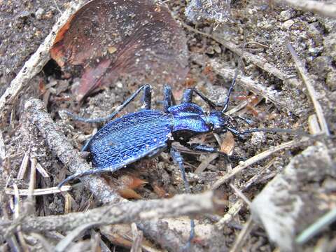 Image of Blue Ground Beetle