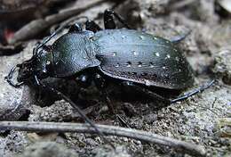 Image of Carabus (Oreocarabus) hortensis Linnaeus 1758