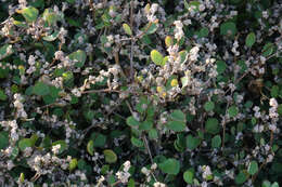 Image of Chenopodium allanii Aellen