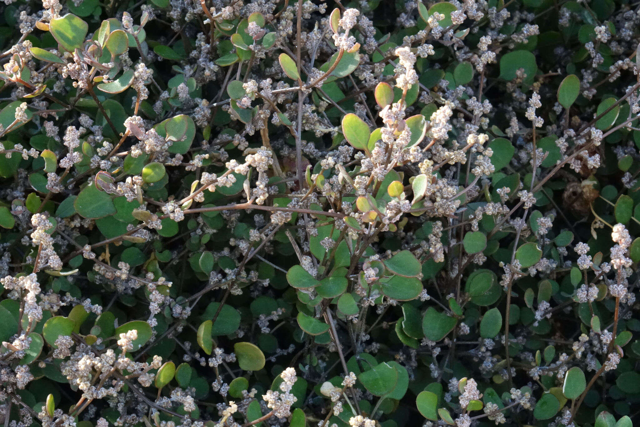 Image of Chenopodium allanii Aellen