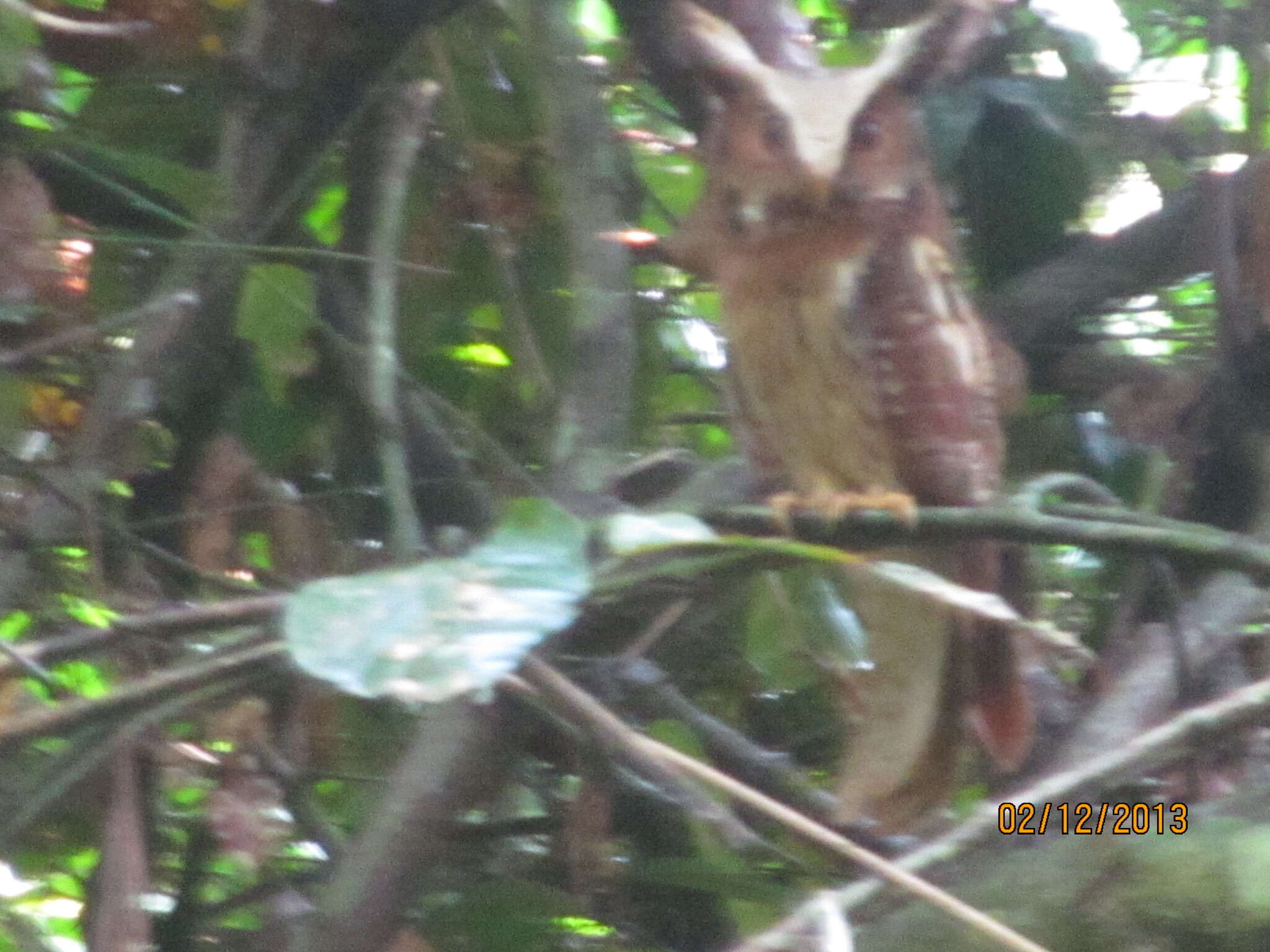 Image of Maned Owl