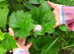 Image of Begonia uniflora S. Watson