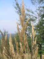 Imagem de Calamagrostis epigejos (L.) Roth