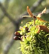 Plancia ëd Asphondylia clavata Gagne 1990