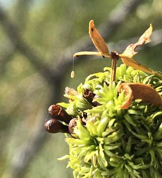 Plancia ëd Asphondylia clavata Gagne 1990