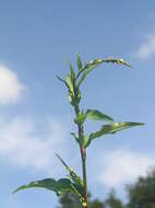 Image of Water-pepper