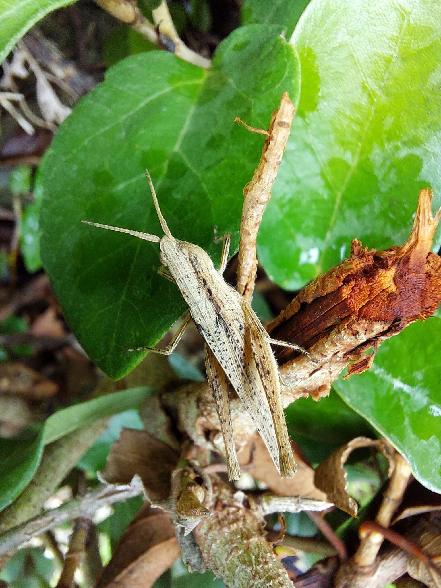 Eutryxalis filata (Walker & F. 1870) resmi