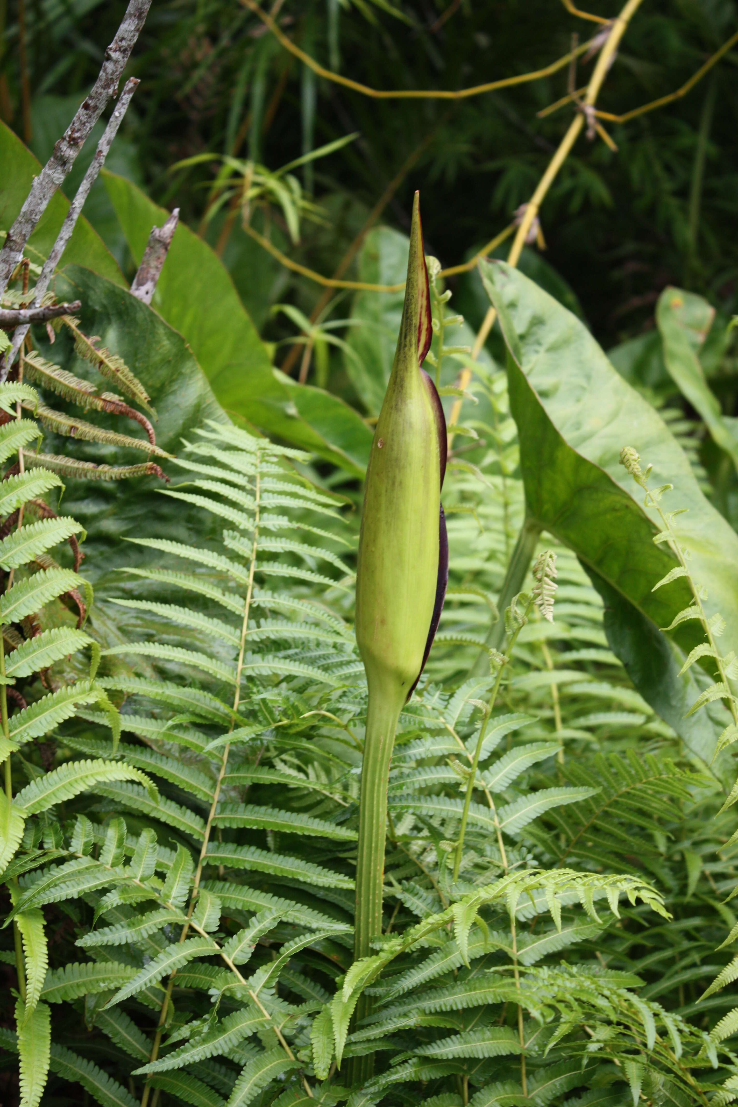 Lasimorpha resmi