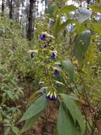 Imagem de Salvia albocaerulea Linden