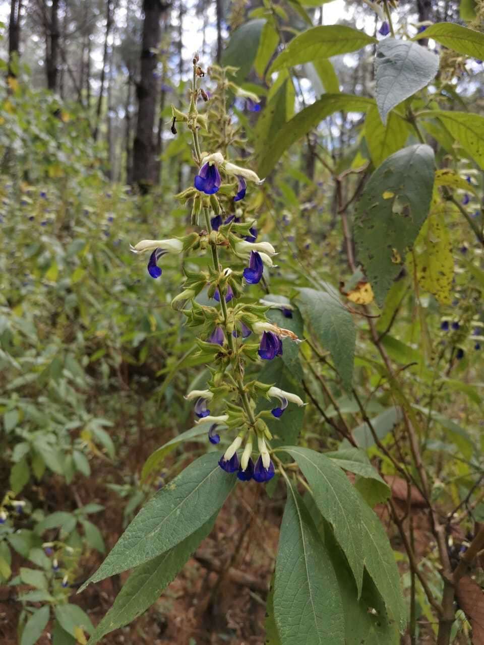Imagem de Salvia albocaerulea Linden