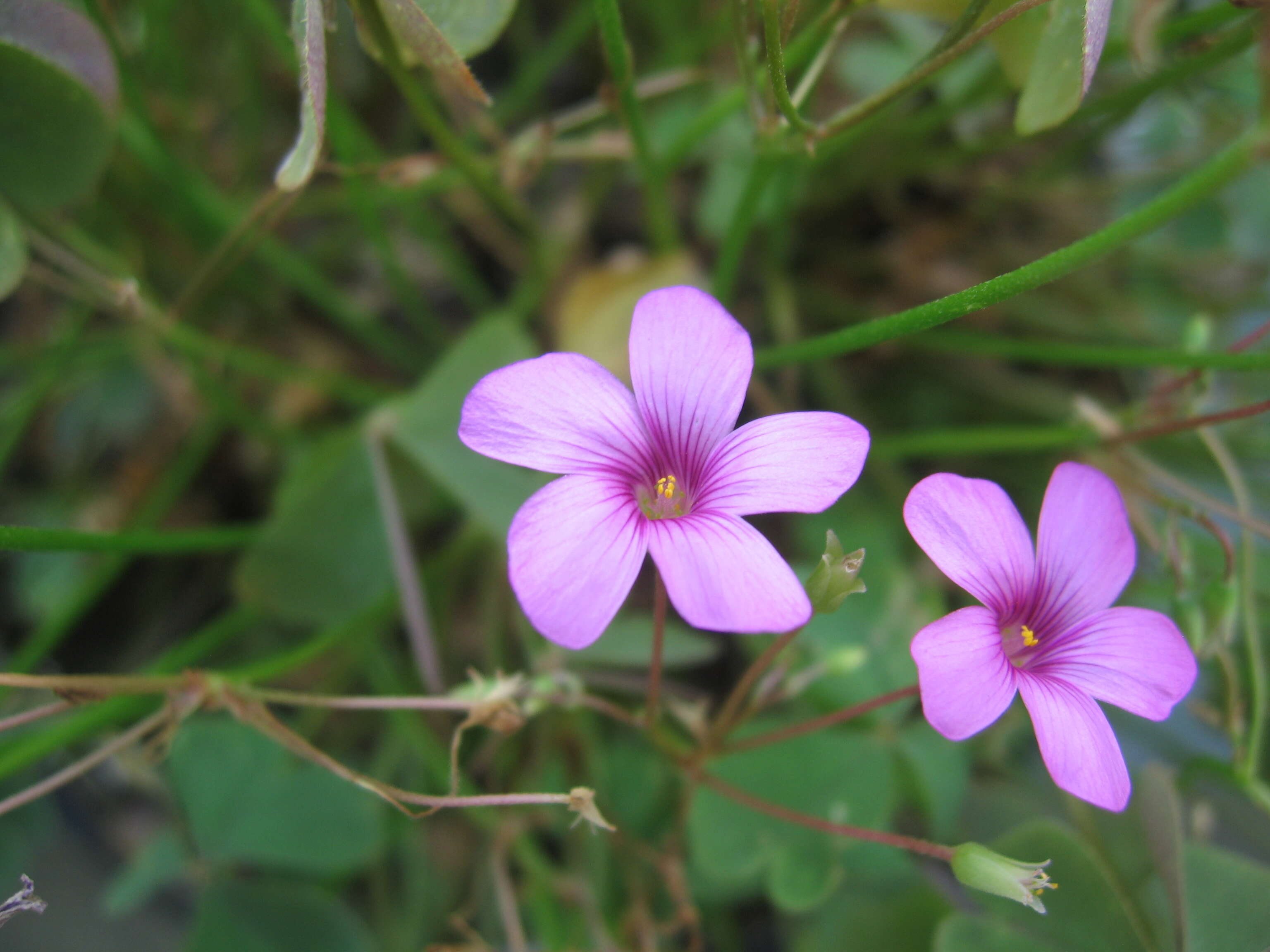 Image of Pink Sorrel