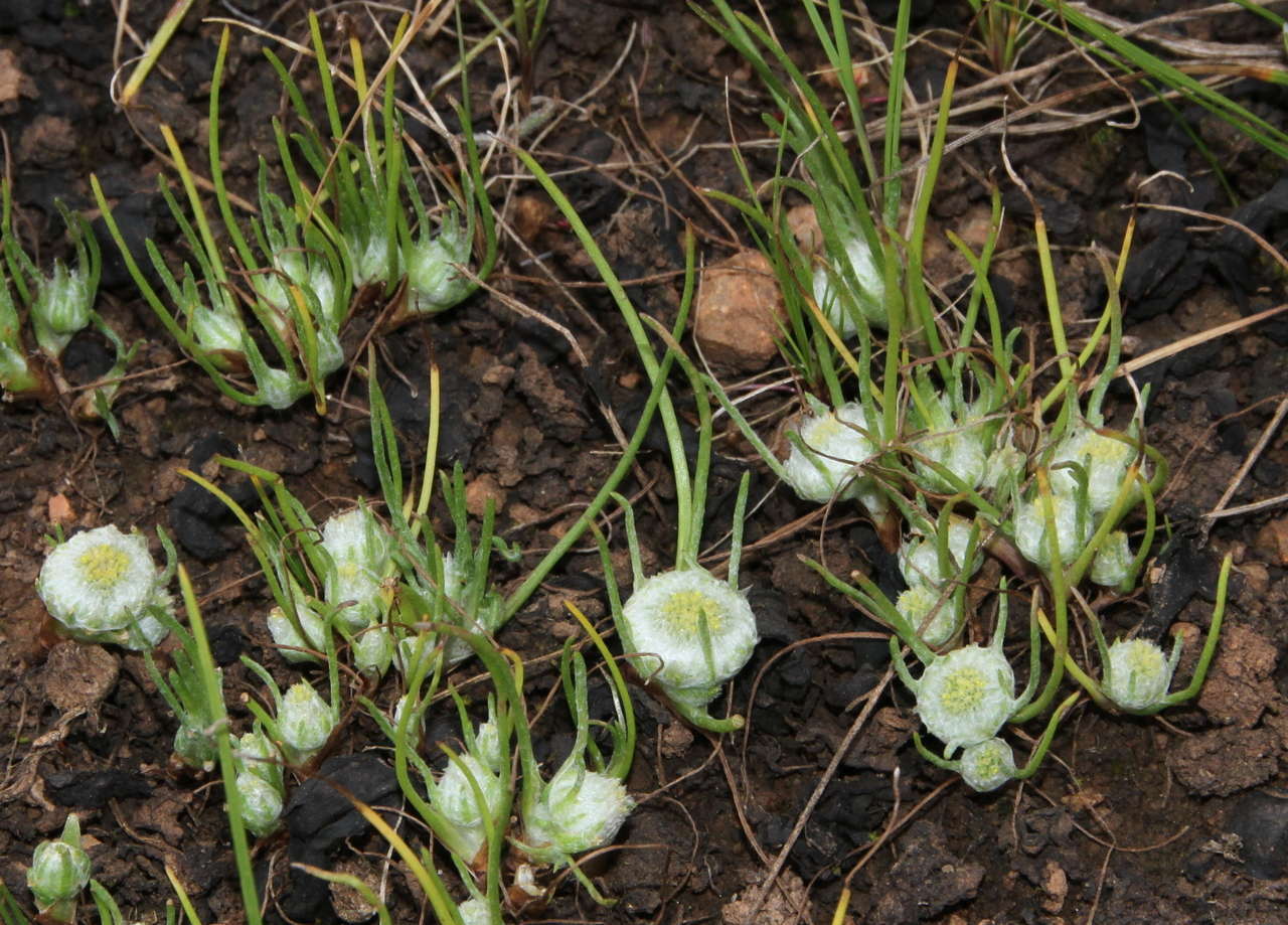 Image of Myriocephalus rhizocephalus (DC.) Benth.