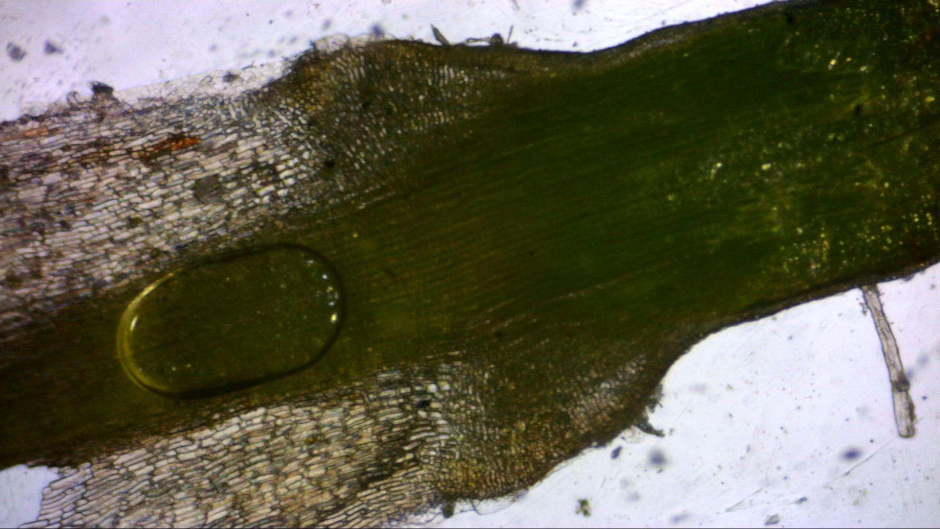 Imagem de Polytrichum strictum Menzies ex Bridel 1801