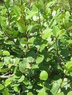 Imagem de Alnus alnobetula (Ehrh.) K. Koch