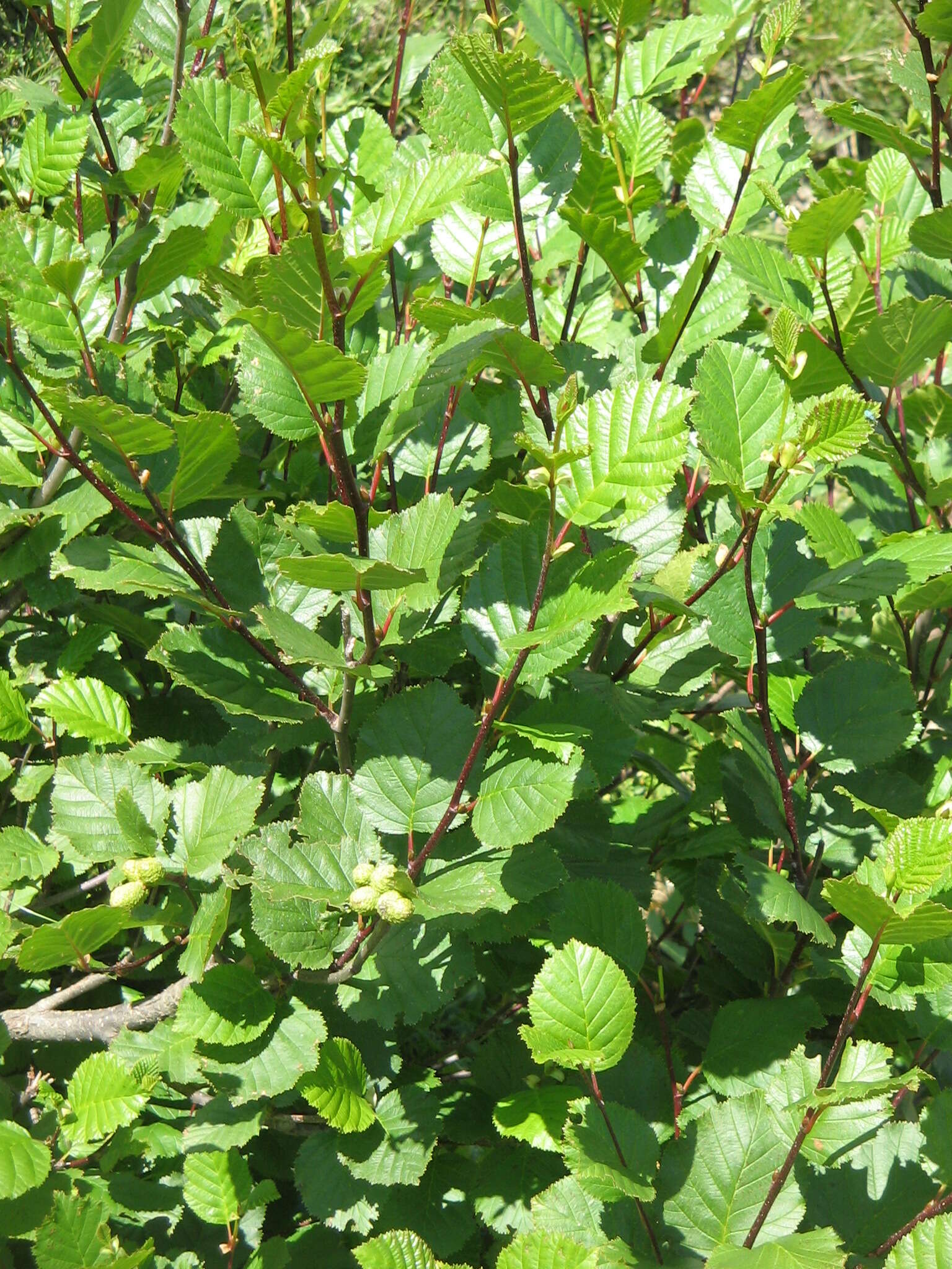 Imagem de Alnus alnobetula (Ehrh.) K. Koch