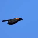 Image of Tawny-shouldered Blackbird