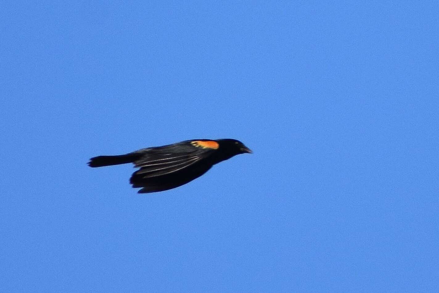 Image of Tawny-shouldered Blackbird