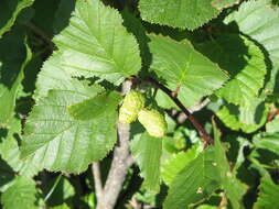 Imagem de Alnus alnobetula (Ehrh.) K. Koch