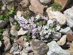 Image of Androsace alpina (L.) Lam.