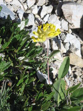 Слика од Anthyllis vulneraria L.