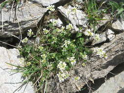 Image of alpine rockcress