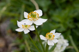 Imagem de Anemonastrum narcissiflorum subsp. narcissiflorum