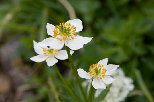 Imagem de Anemonastrum narcissiflorum subsp. narcissiflorum