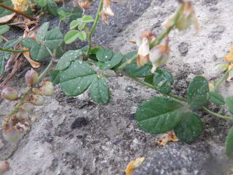 Слика од Crotalaria uncinella subsp. elliptica (Roxb.) Polhill