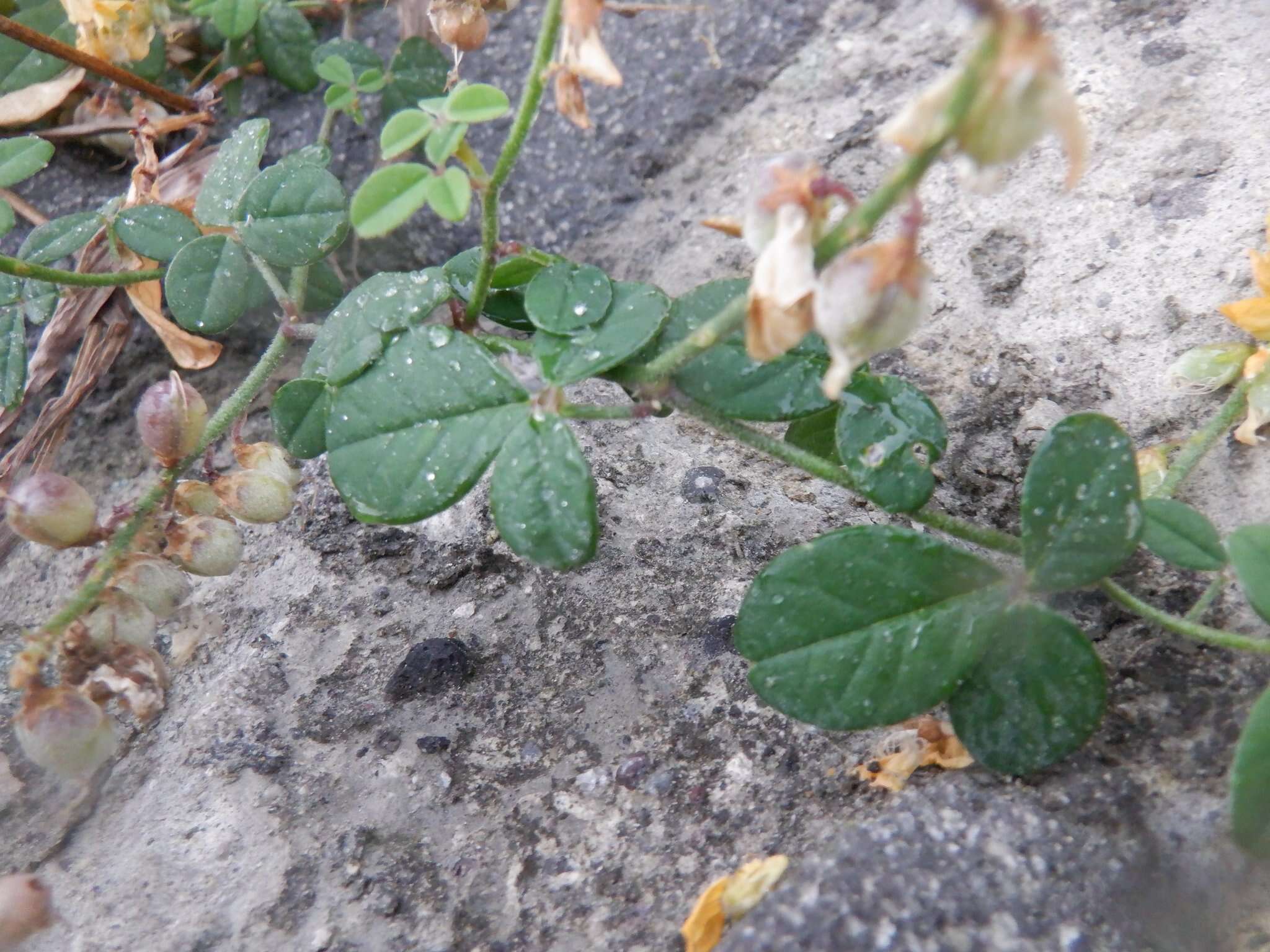 Image of Crotalaria uncinella subsp. elliptica (Roxb.) Polhill