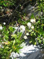 Imagem de Astrantia minor L.