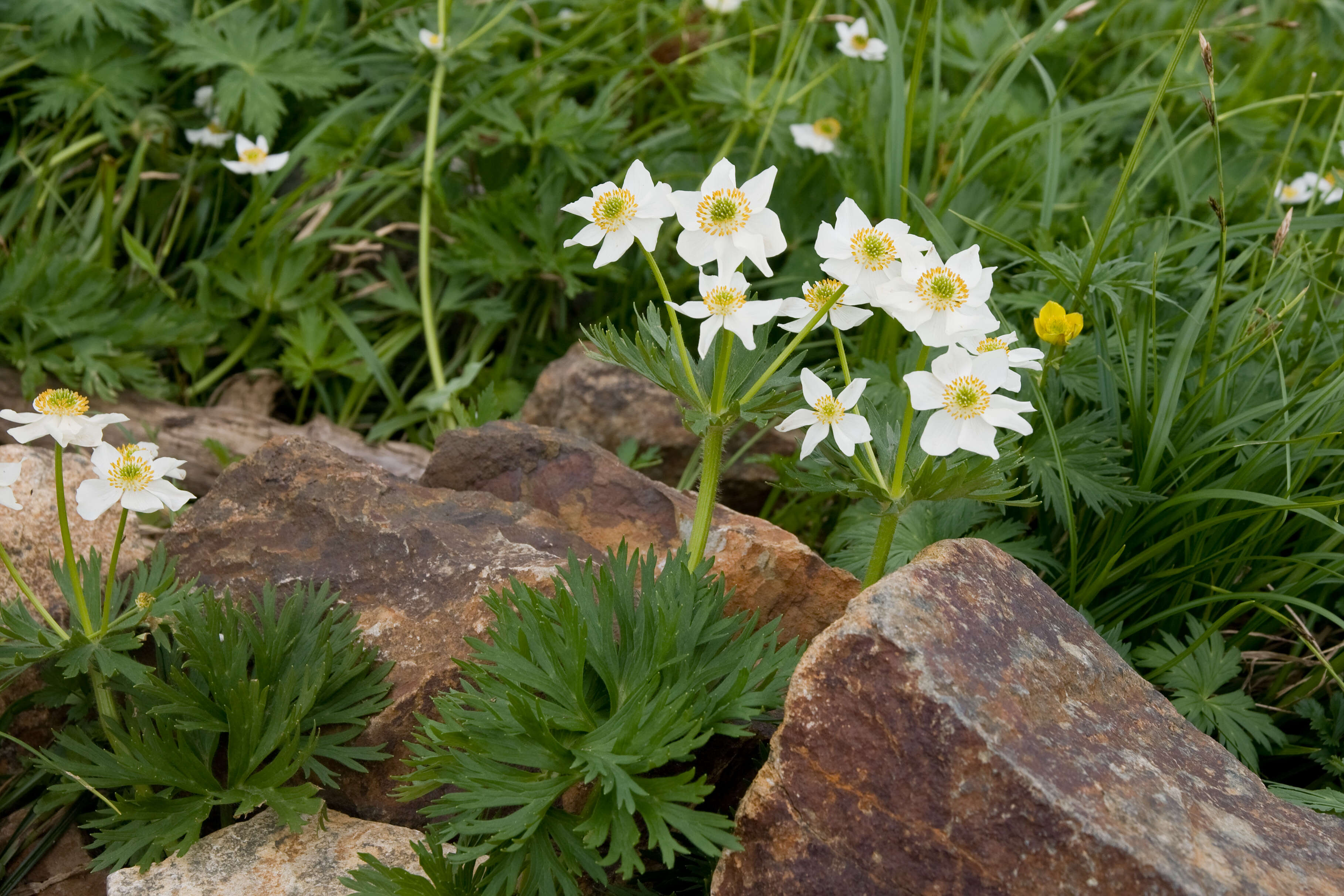 Imagem de Anemonastrum narcissiflorum subsp. narcissiflorum