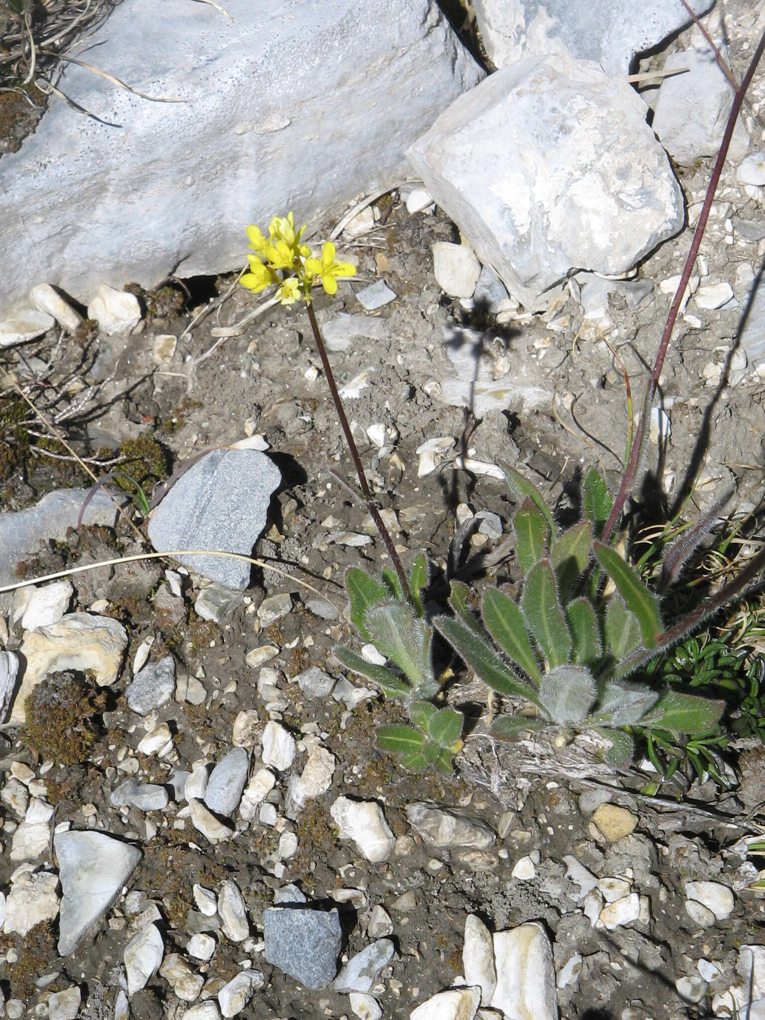 Image of Buckler Mustard