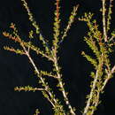 Image of Vail Lake ceanothus