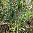 Plancia ëd Pandanus aquaticus F. Muell.