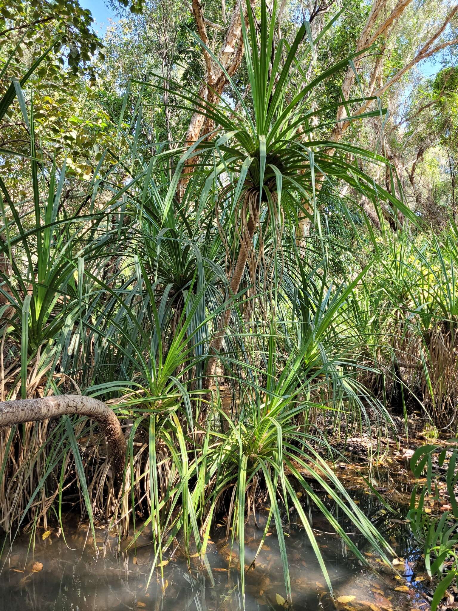 Image of Pandanus aquaticus F. Muell.