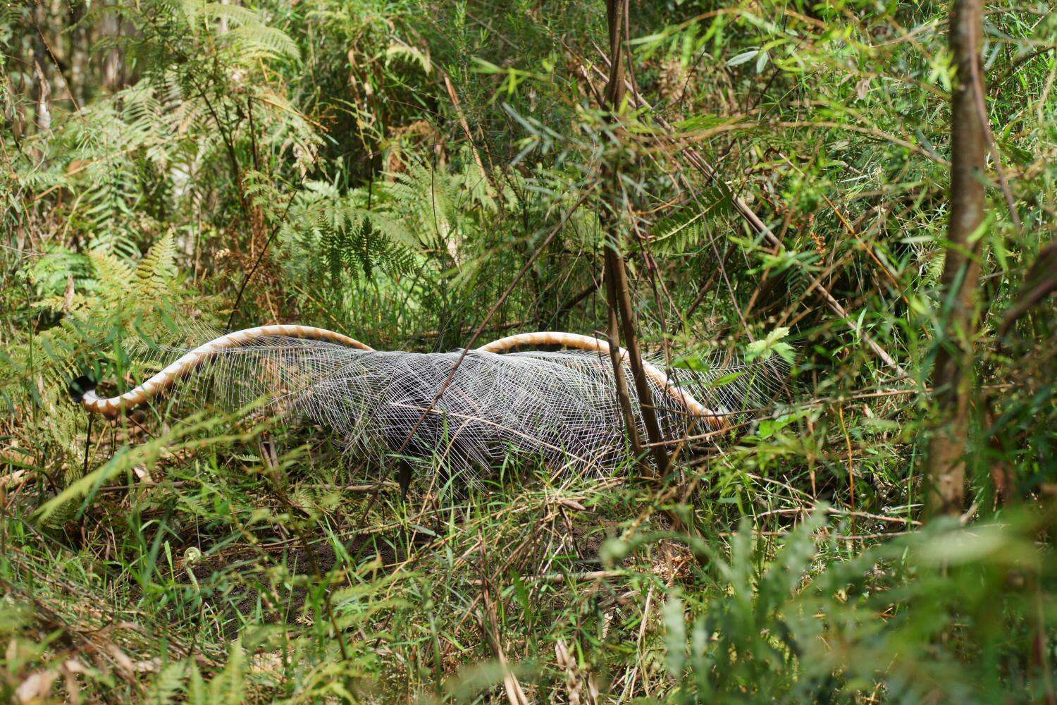 Image of lyrebirds