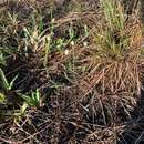 Image of Coastal-Plain Milkwort