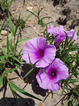 Sivun Ipomoea crassipes Hook. kuva