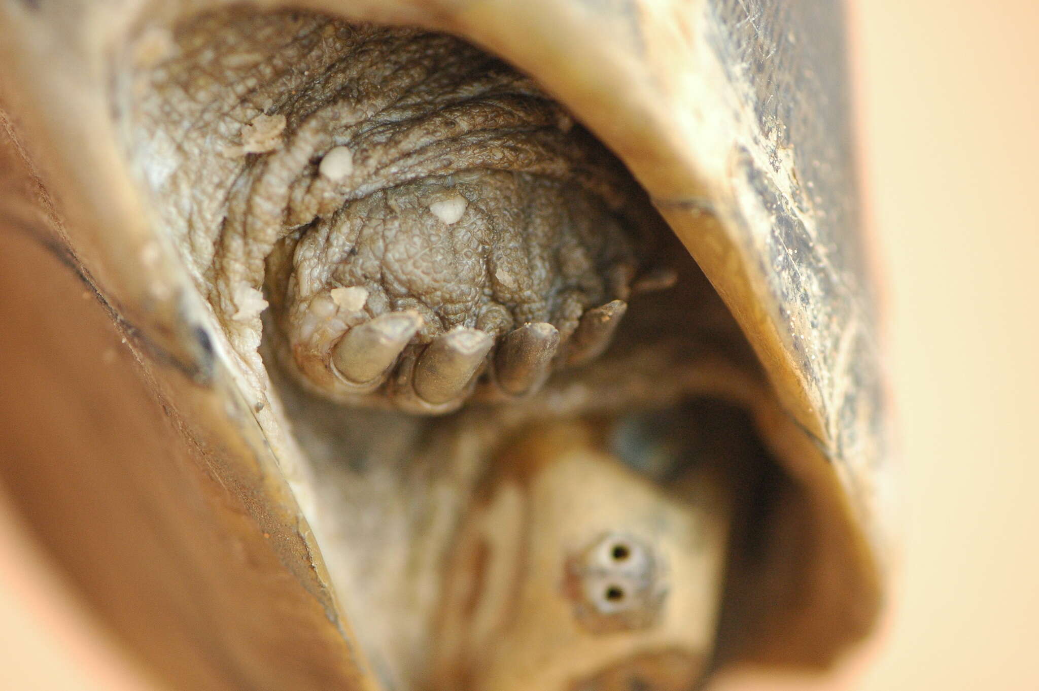 Image of Adanson's mud turtle