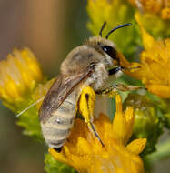 Image of Colletes ochraceus Swenk 1906