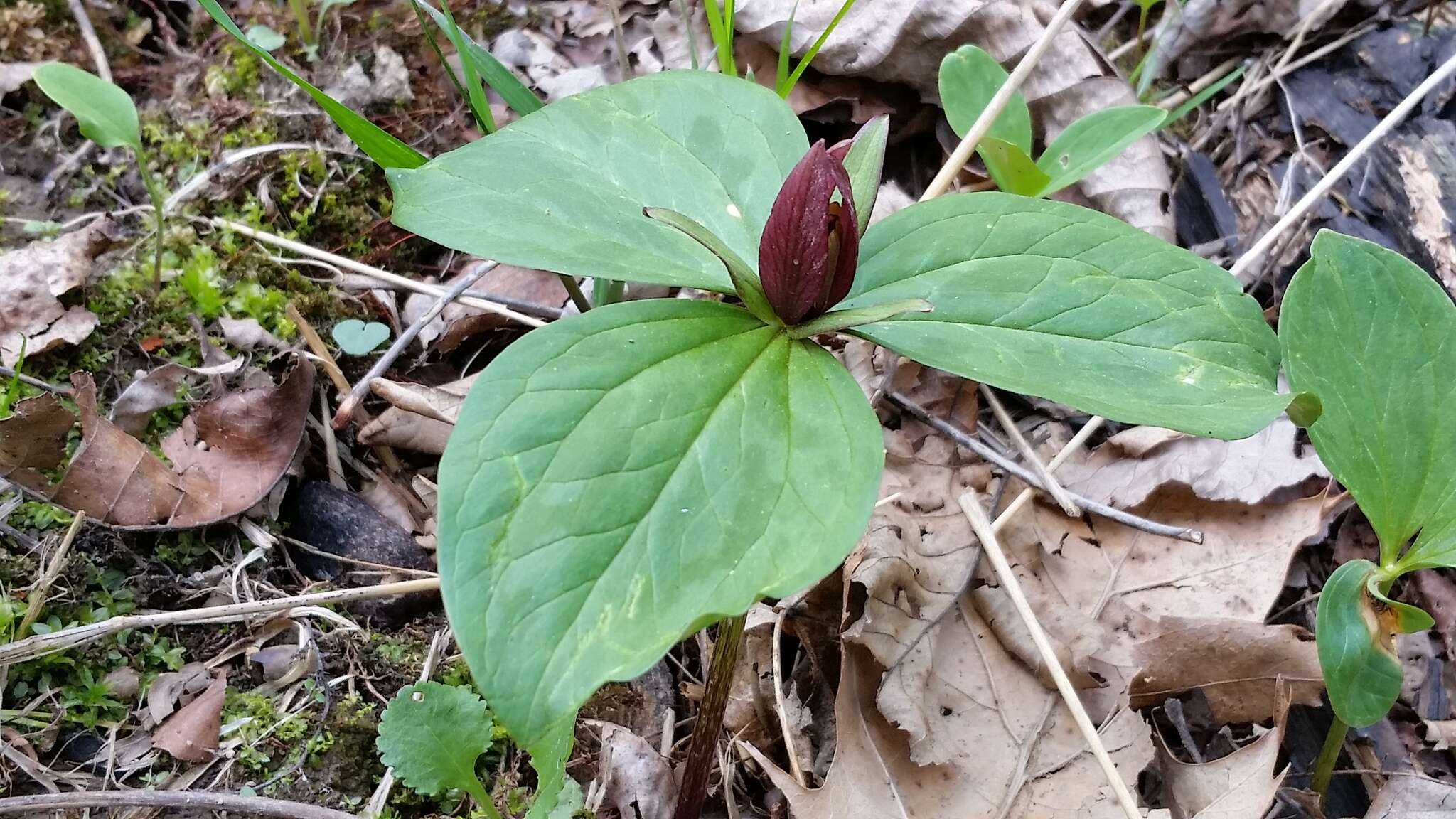 Image of toadshade