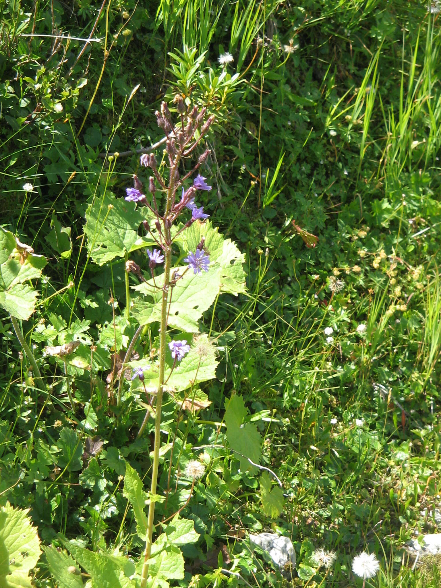 Image de Cicerbita alpina (L.) Wallr.