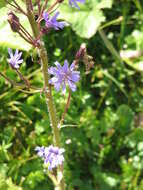 Image de Cicerbita alpina (L.) Wallr.