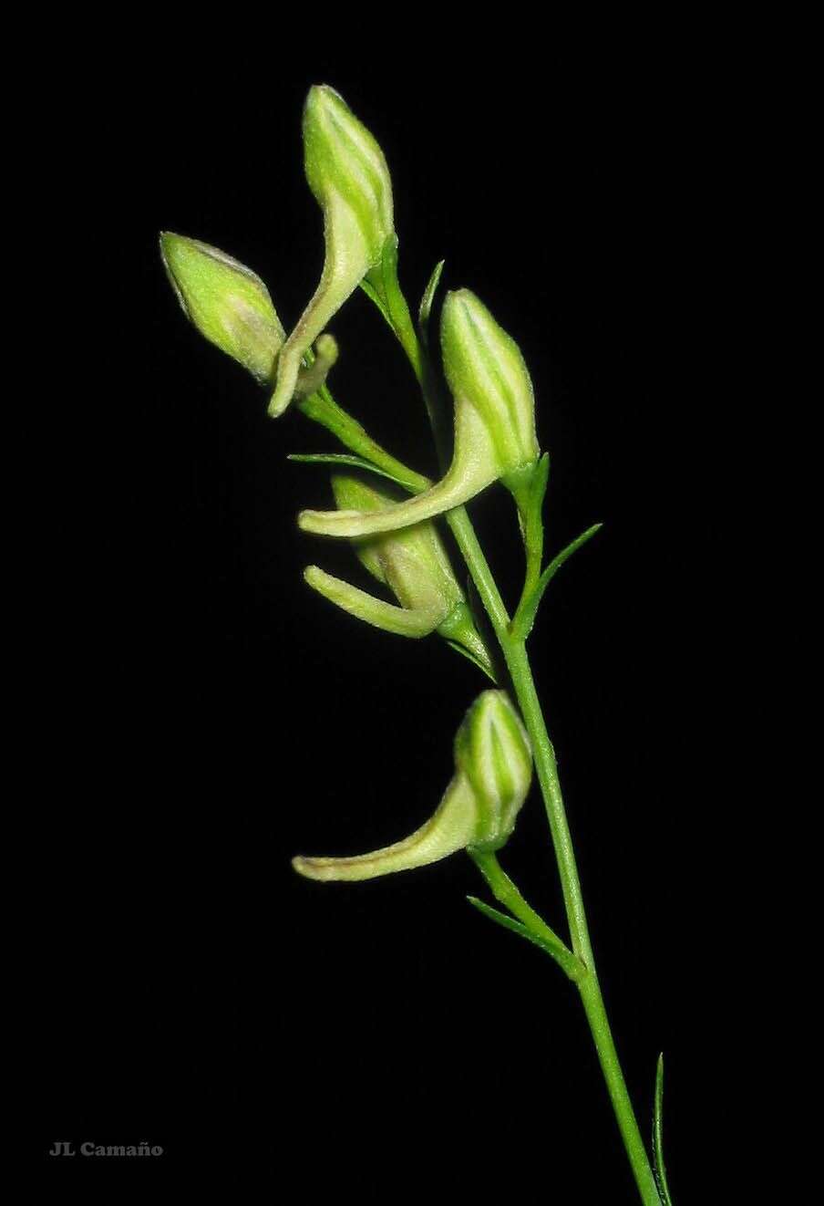 Image of Delphinium halteratum subsp. verdunense (Balbis) Graebner & Graebner fil.