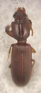 Image de Clivina (Clivina) punctigera Le Conte 1857