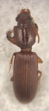 صورة Clivina (Clivina) punctigera Le Conte 1857