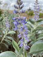 Image of sky-blue lupine